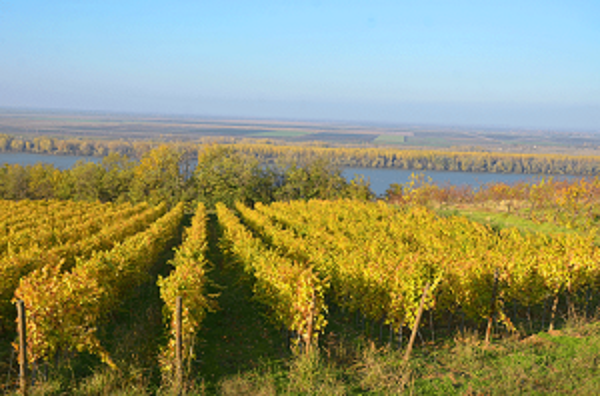 vinogradi vinarije jeremic vinogradi vinarije jeremic